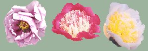 Peonies: Irridescent Butterfly, Gay Paree, Top Brass