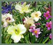 Top Row of Peony Bed, filled with Day Lilies and Siberian Irises