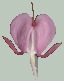 Bleeding Heart