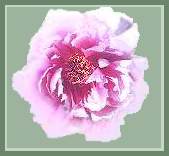 Paeony Suffruticosa Pink