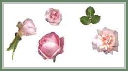 Cecile Brunner and Bonita Roses