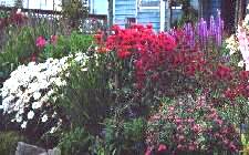 August, 1999:  Mums and Monarda fill in where peonies bloomed
