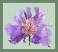 Butterfly Scabiosa.