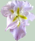 Siberian Iris