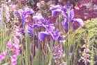 Siberian Iris, Foxglove, Lupine