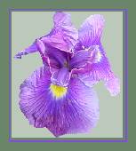 Siberian Iris