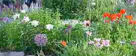 Peonies in Garden - Another view of second tier.  Allium, Red Oriental Poppy, Victoria Sage