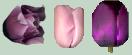 Purple Fringe Tulip, Pink Triumph, Negrita