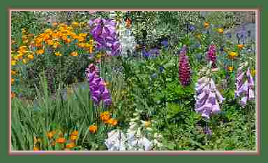 The West Yard in spring.  Foxglove tower over California poppies, red lupine, and blue centaura.