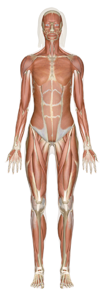 muscular