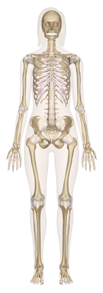 skeletal