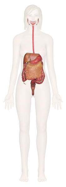 digestive
