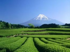 Shizuoka