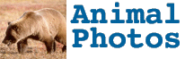 Animal