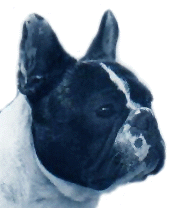 head.gif (21101 bytes)