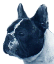head.gif (21101 bytes)