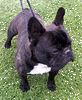bearf1_s.gif (9900 bytes)