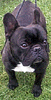 bearf2_s.gif (6486 bytes)
