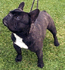 bearf3_s.gif (10930 bytes)