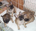 litter1_s.gif (12499 bytes)