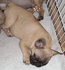 molly1_s.gif (9792 bytes)
