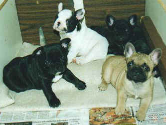 pups.jpg (22973 bytes)