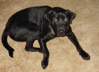 Jake - the black lab!