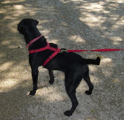 He's spotted a squirrel!