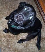 Anyone know how to photograph a dog without getting "blue-eye"&nbsp; (dogg version of Red Eye) ???