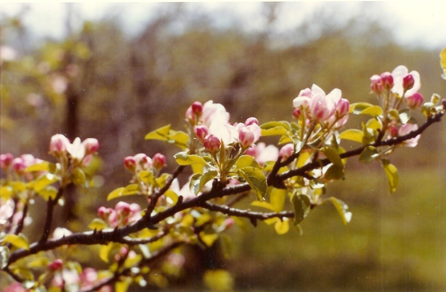 crabapple blossoms