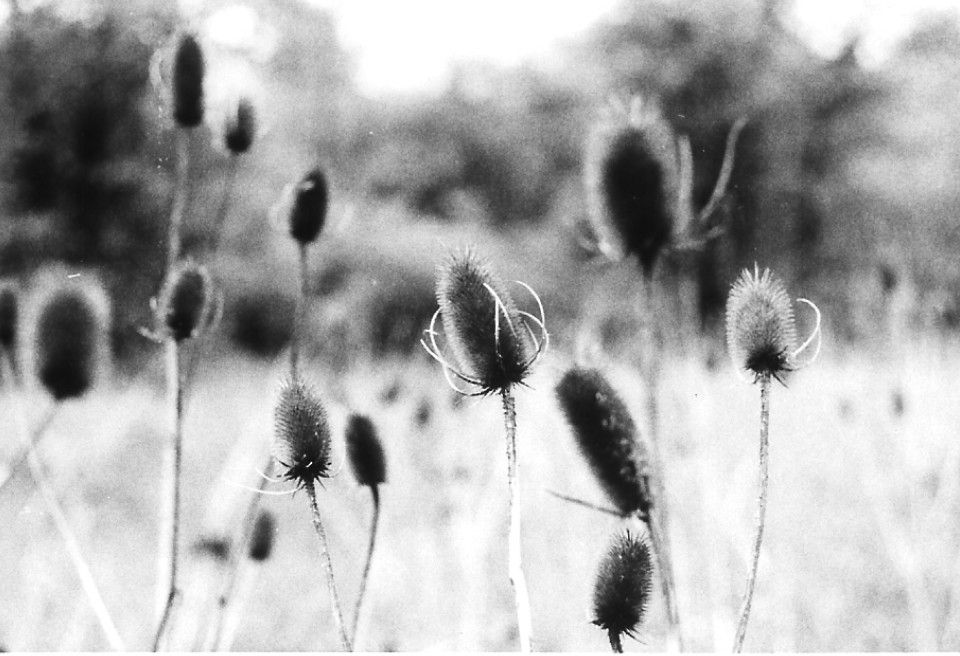 thistles in the backyard