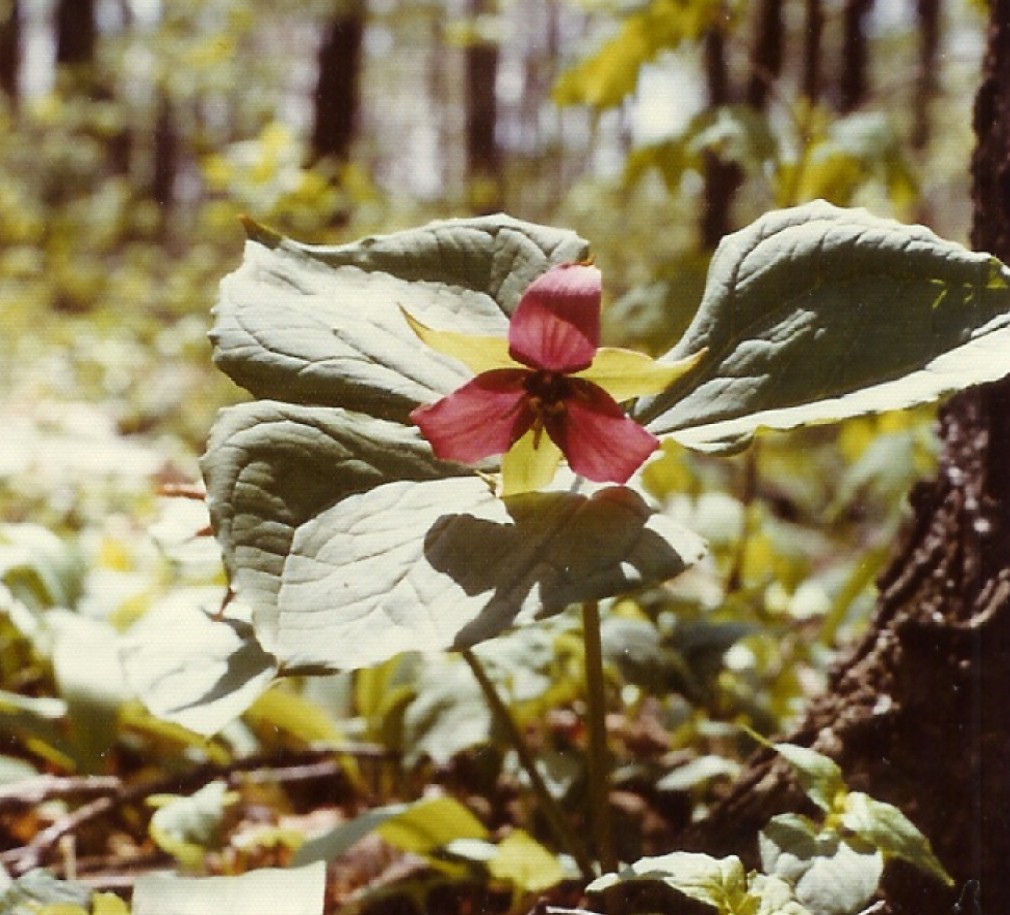 trillium in the woods