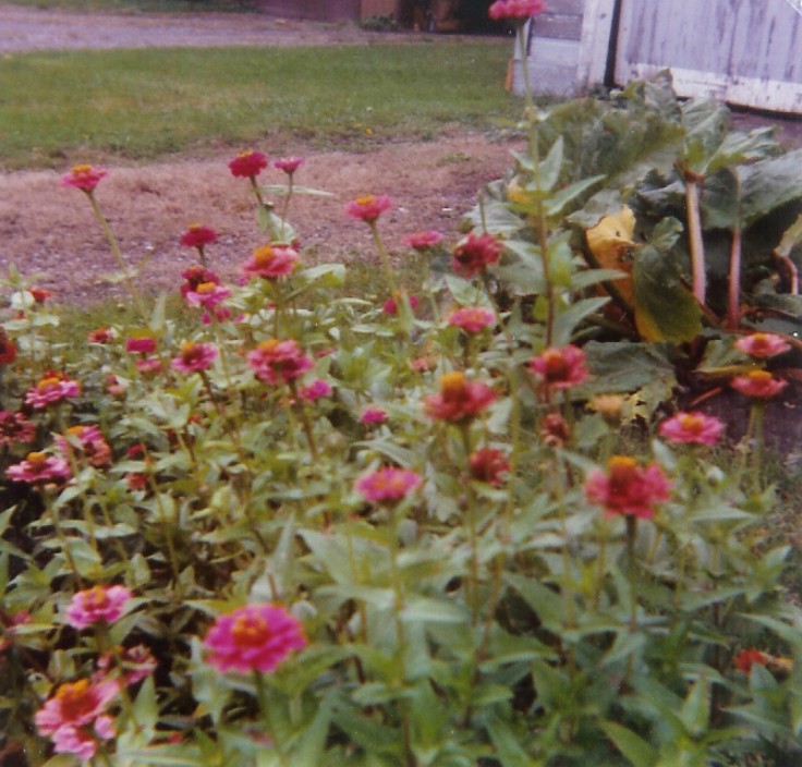 zinnias by the garage
