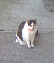 Rosco the cat