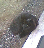 Sooty the black cat