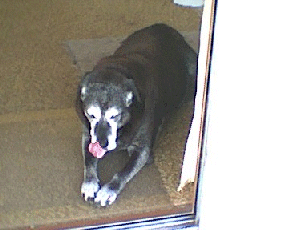My dad's dog Tammy
