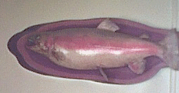 Dad's fish