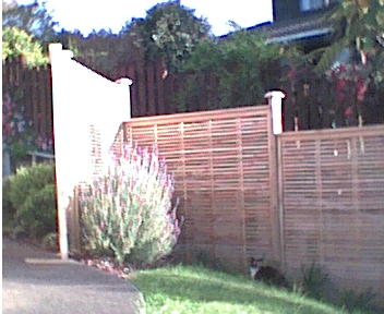 My yard