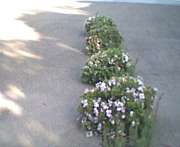 hebes