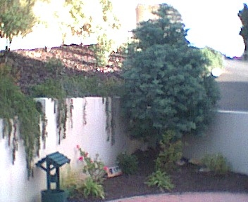 tree