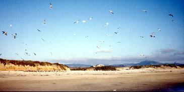 Half Moon Bay near San Francisco