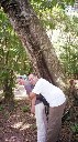The Tree of Love