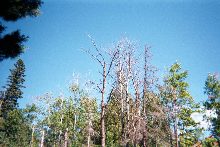 Blue Skies and Green Trees
