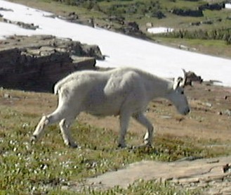 Mountain Goat