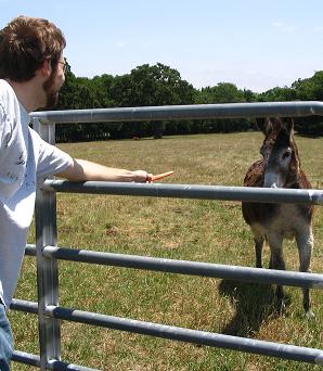 Got To Feed The Donkey