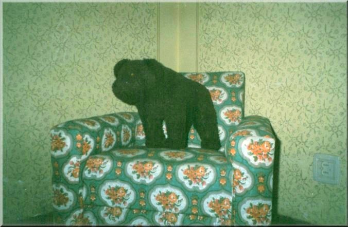 Home: Bear