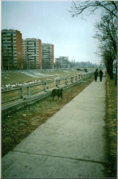 Iasi, Romania: Dog