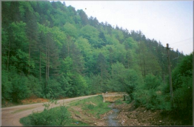 Piatra Neamt, Romania: Forest
