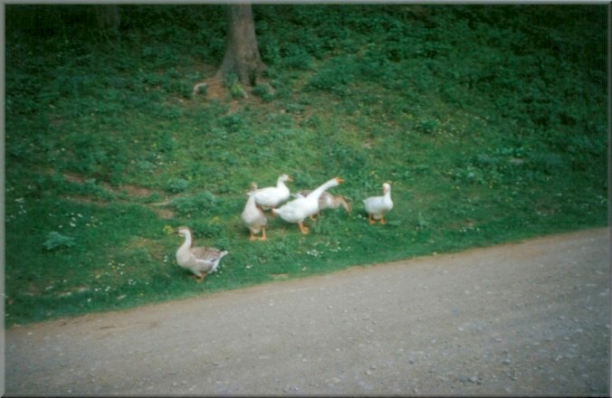 Piatra Neamt, Romania: Geese