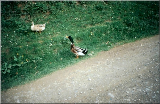 Piatra Neamt, Romania: Geese